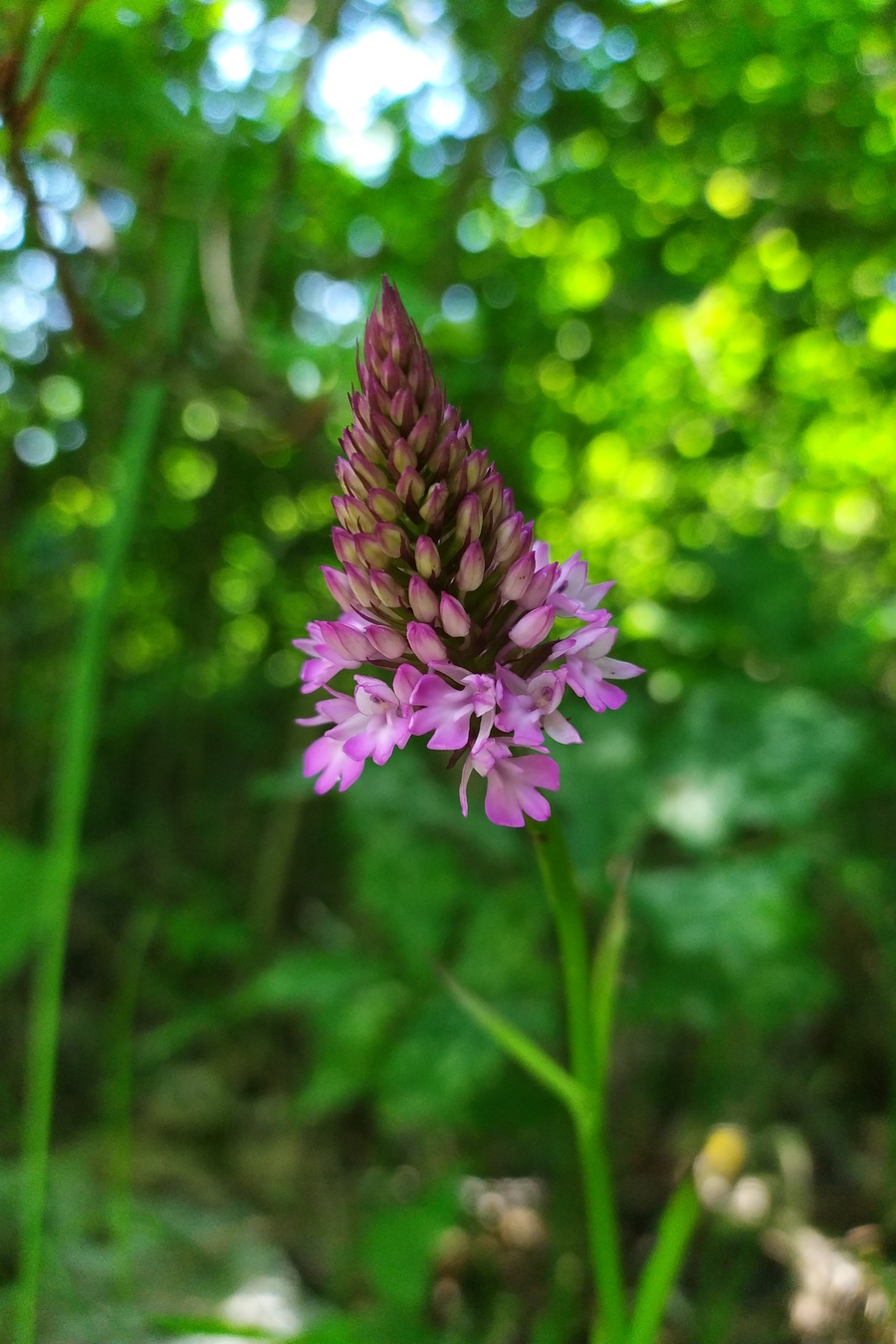 Изображение особи Anacamptis pyramidalis.