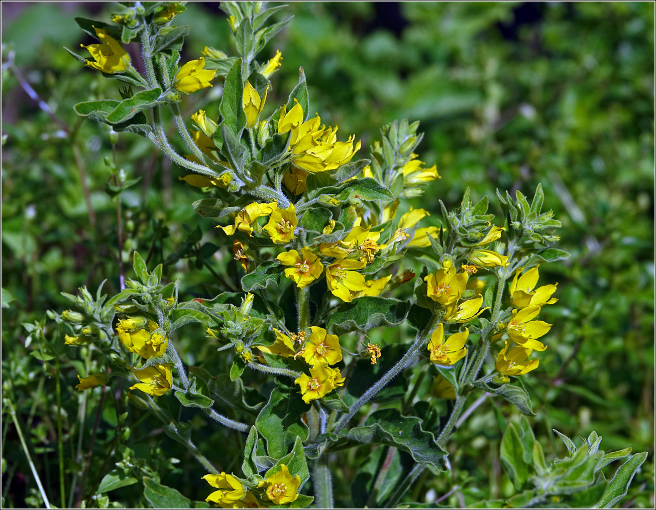 Image of Lysimachia vulgaris specimen.