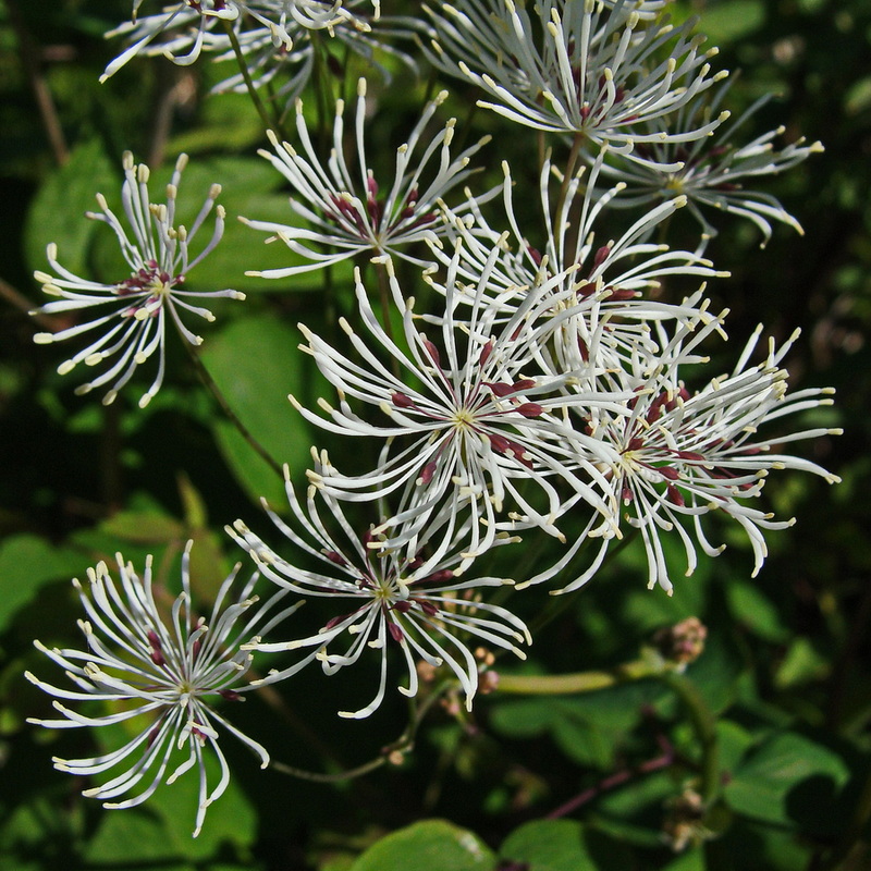 Image of Thalictrum contortum specimen.