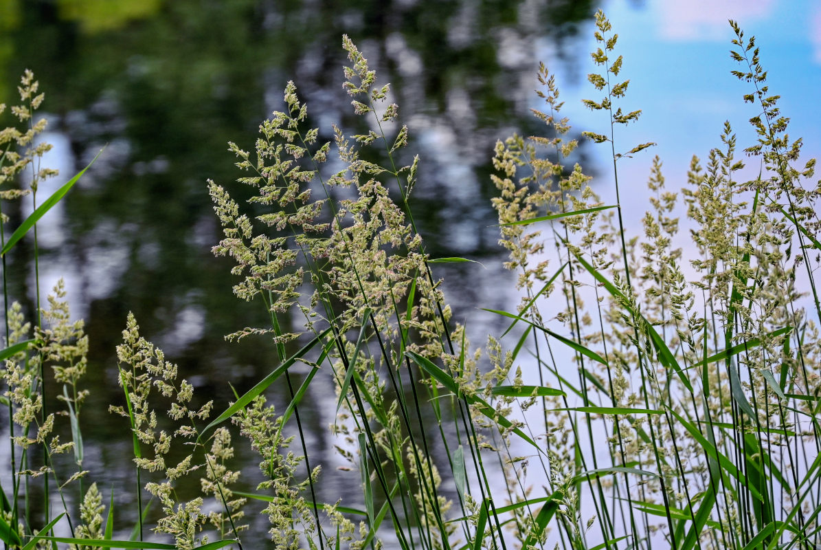 Изображение особи Phalaroides arundinacea.