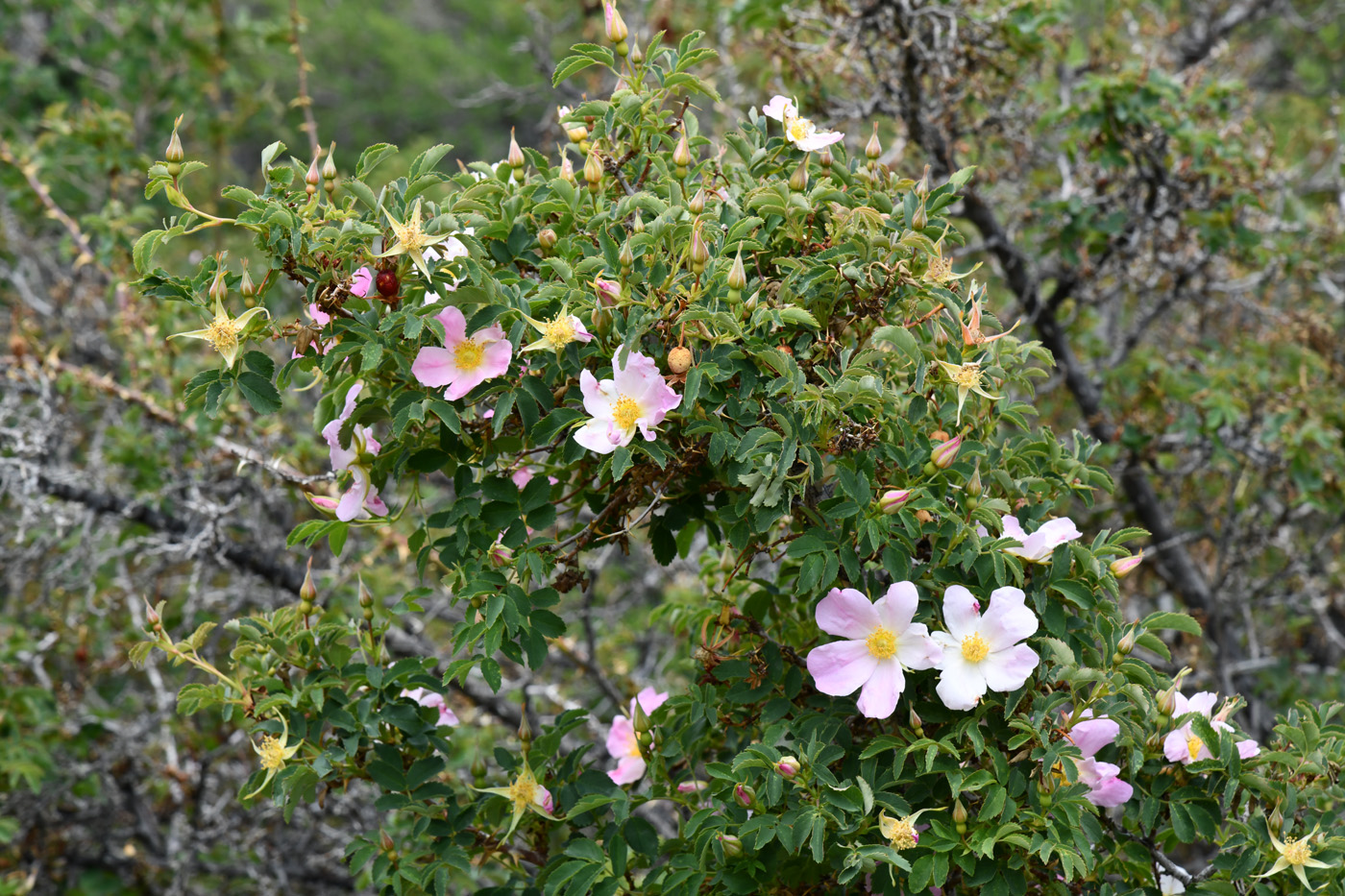 Image of genus Rosa specimen.