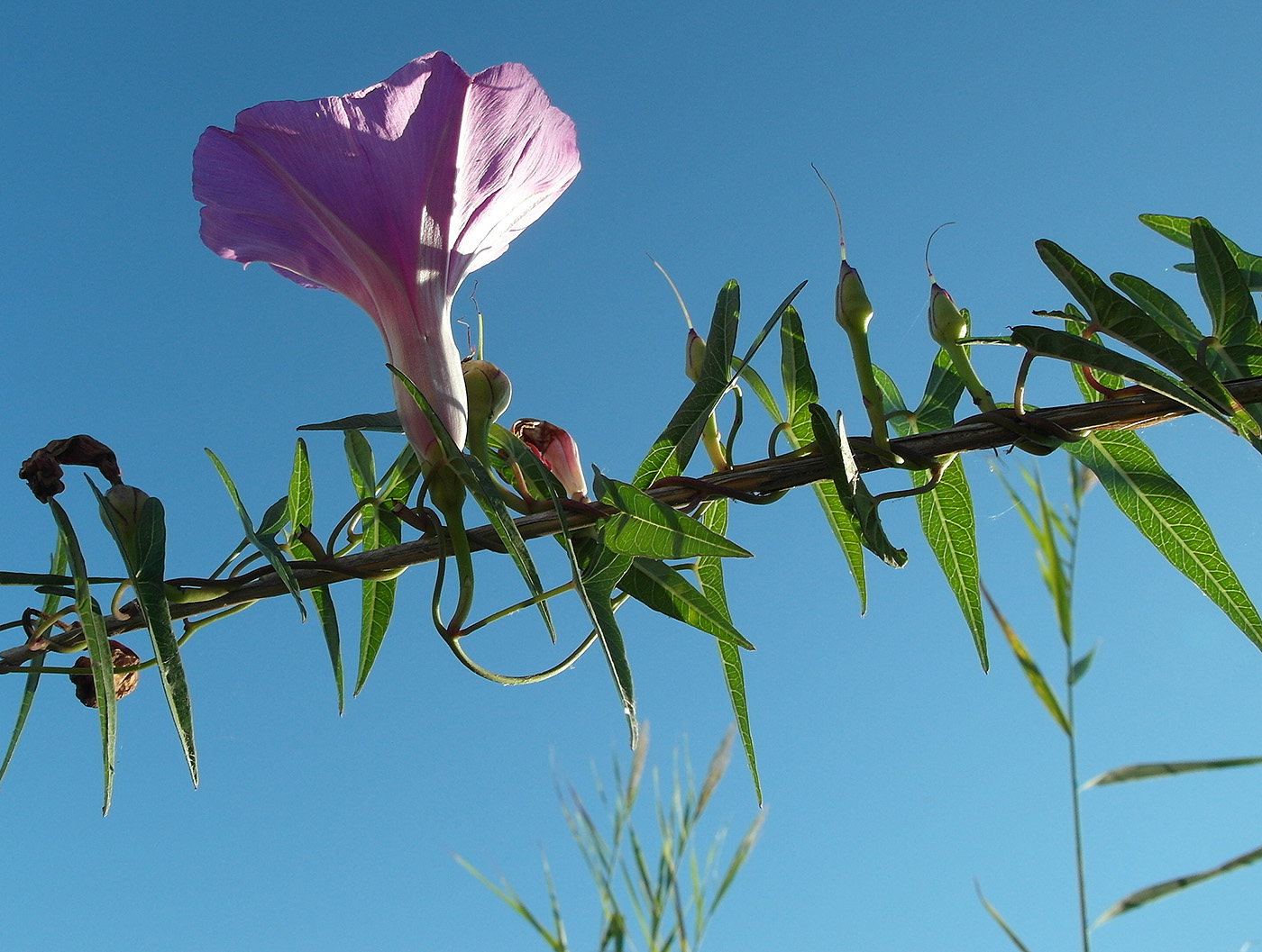 Image of genus Ipomoea specimen.