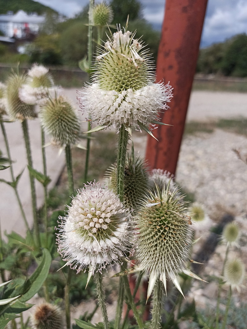 Image of Dipsacus laciniatus specimen.