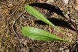 Scorzonera humilis