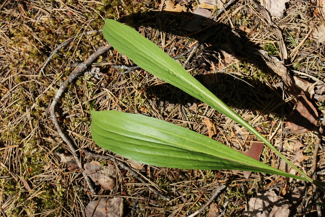 Изображение особи Scorzonera humilis.