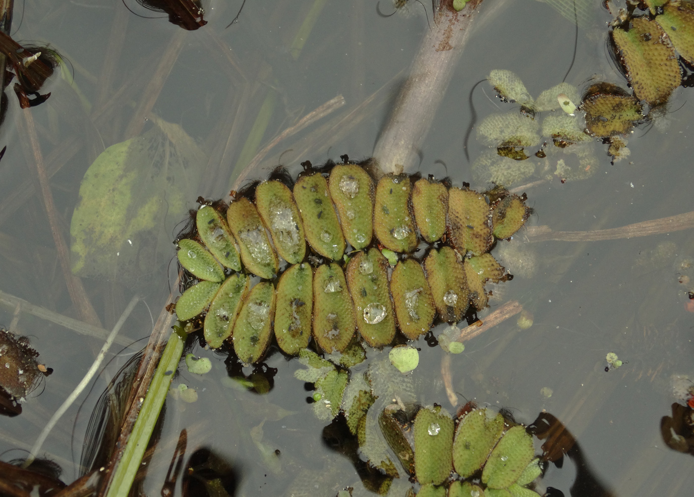 Image of Salvinia natans specimen.