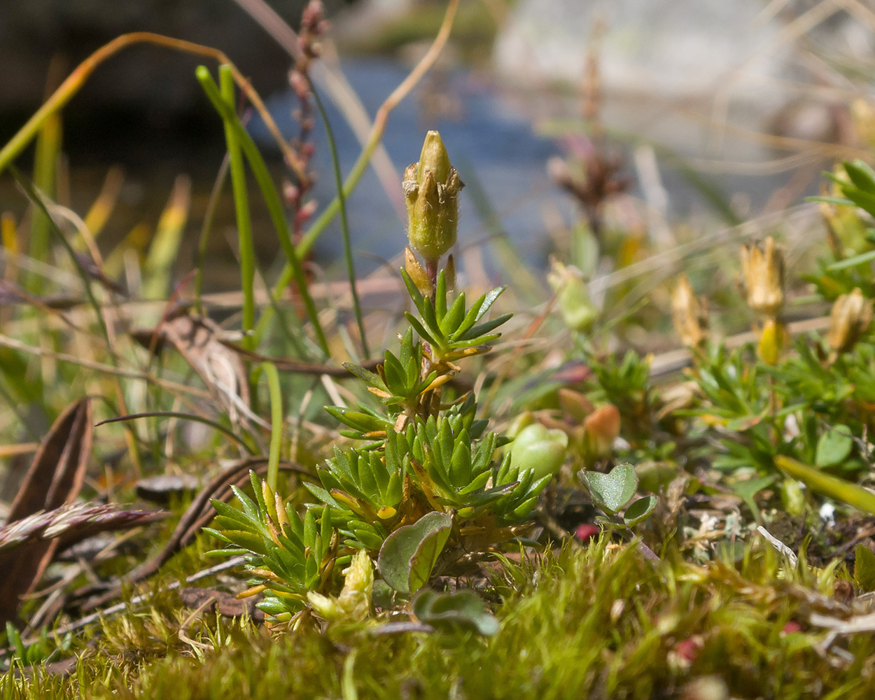 Image of genus Minuartia specimen.