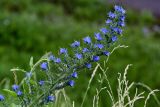 Echium vulgare