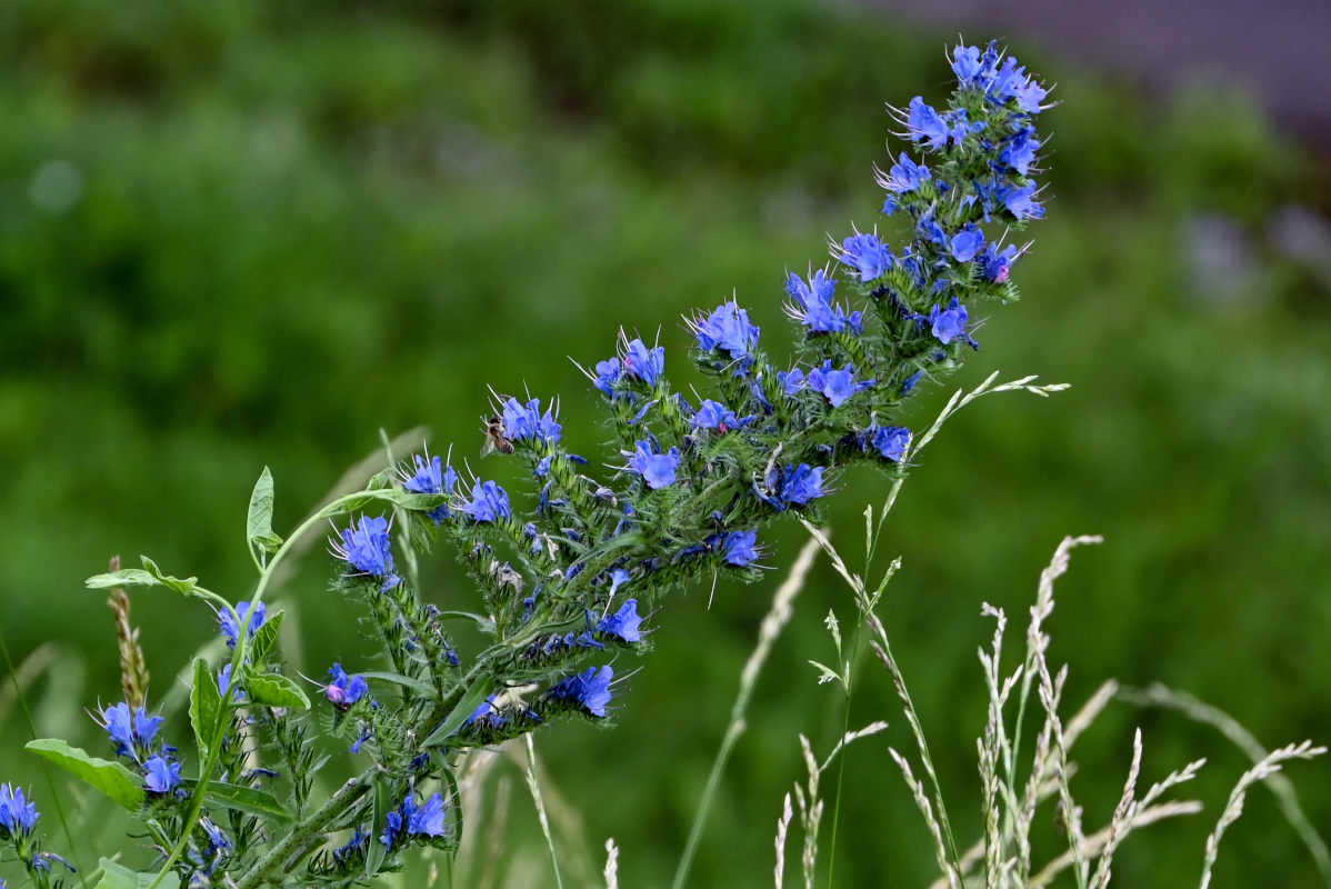 Image of Echium vulgare specimen.