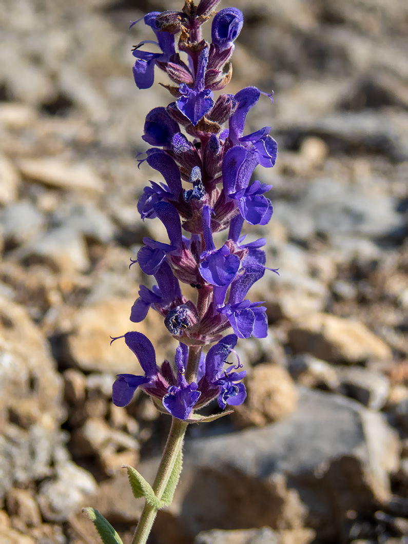 Изображение особи Salvia tesquicola.