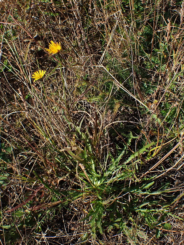 Изображение особи Scorzoneroides autumnalis.