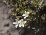 Minuartia imbricata