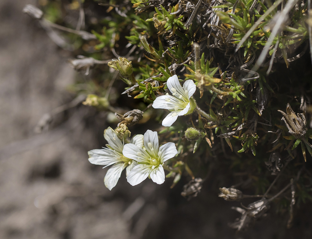 Image of genus Minuartia specimen.