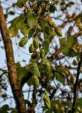 Humulus lupulus