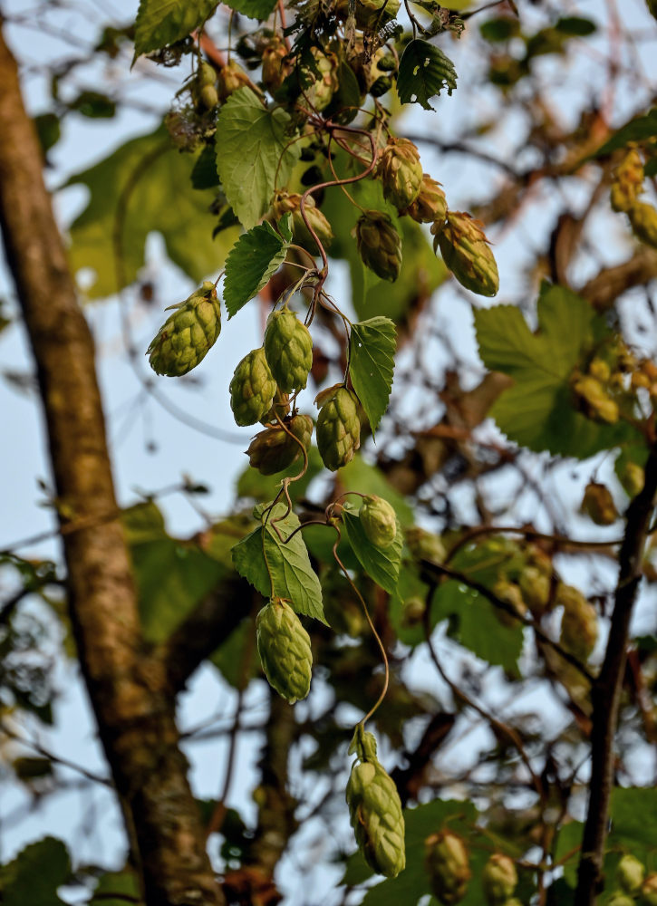 Image of Humulus lupulus specimen.