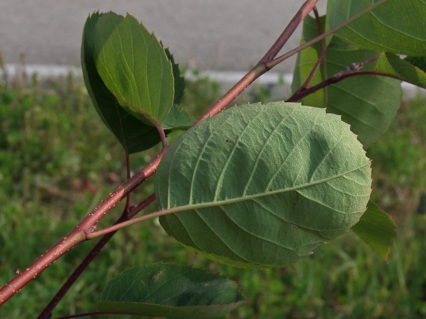 Image of Amelanchier spicata specimen.