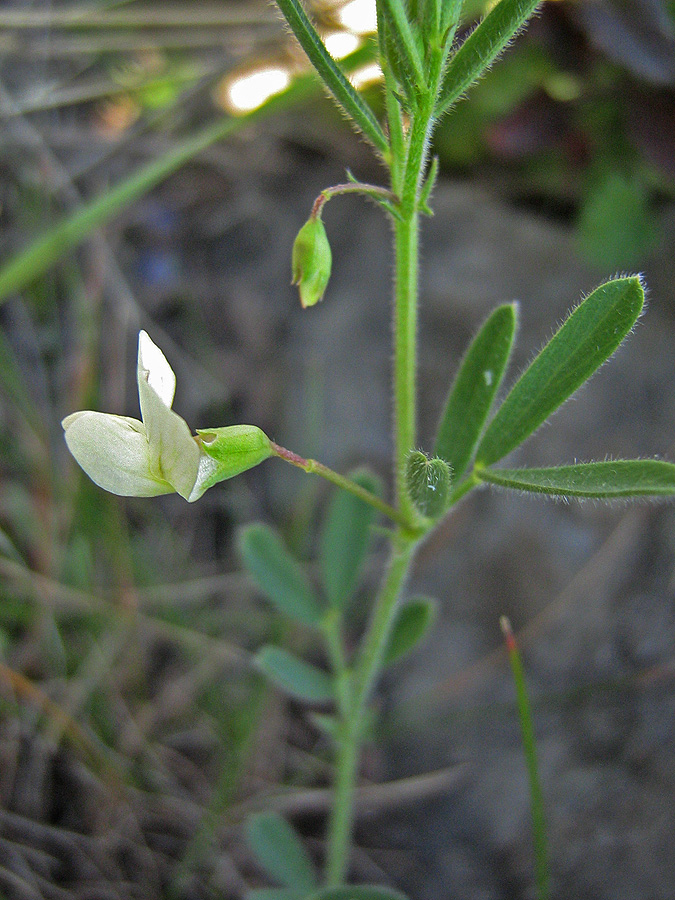 Изображение особи Lathyrus saxatilis.