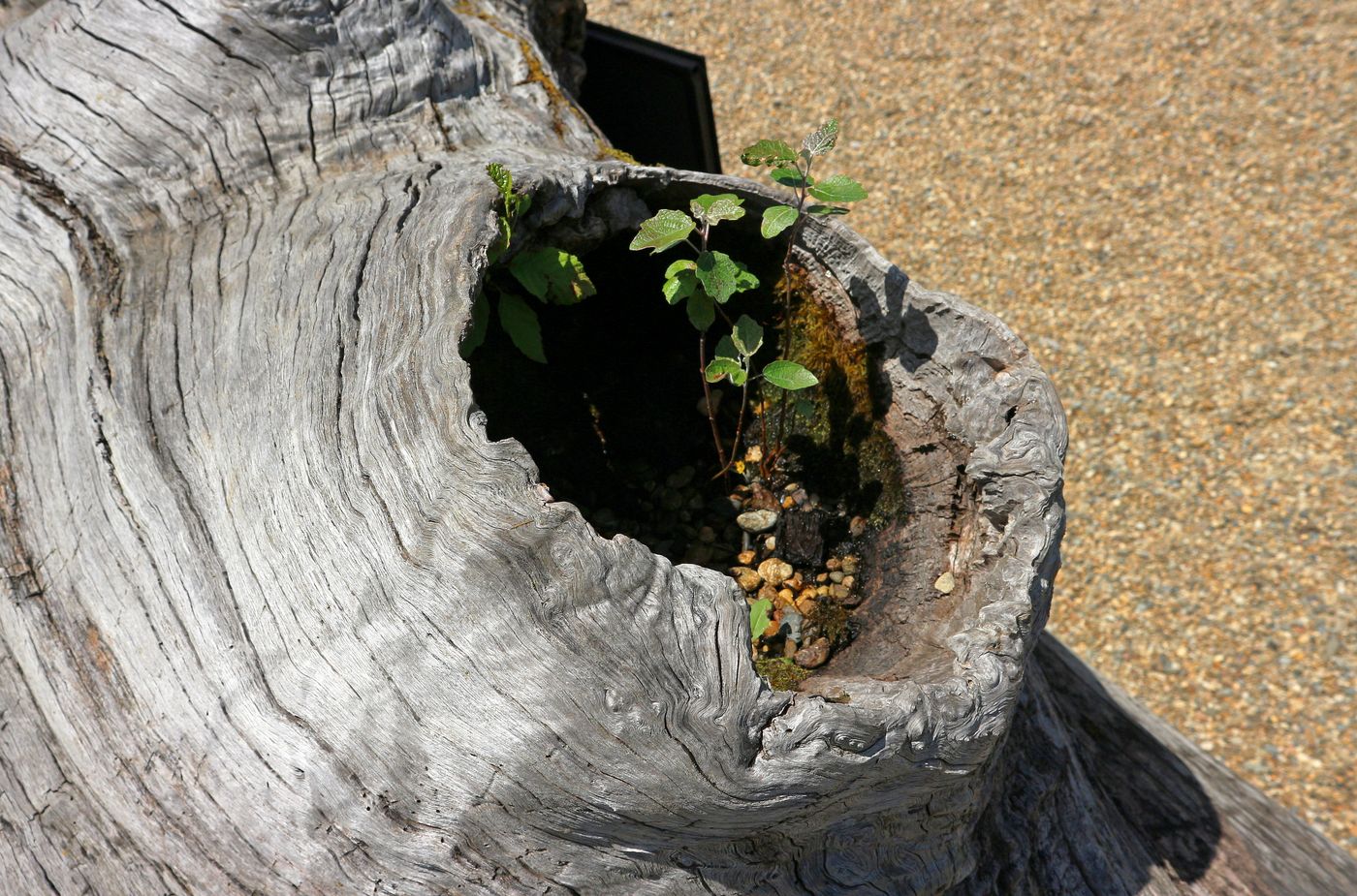 Image of Populus alba specimen.