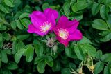 Rosa rugosa