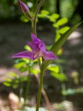 Cephalanthera rubra. Часть побега с цветком и бутоном. Крым, Южный берег, окр. с. Соколиного, Большой Каньон Крыма, дол. р. Коккозка, лиственный лес. 31.05.2024.