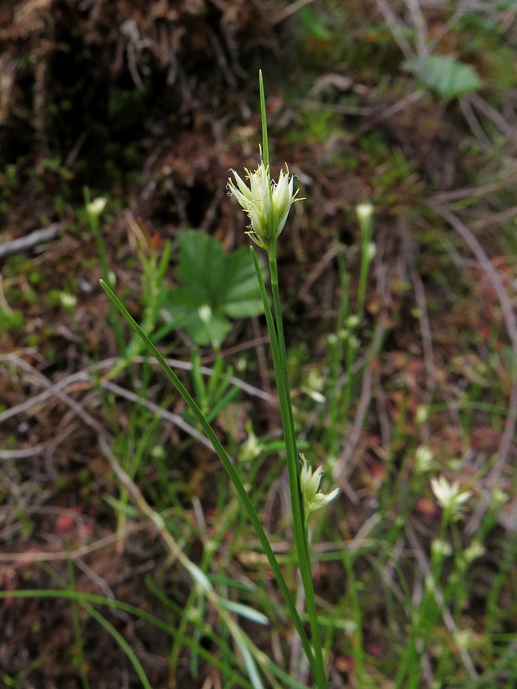 Image of Rhynchospora alba specimen.