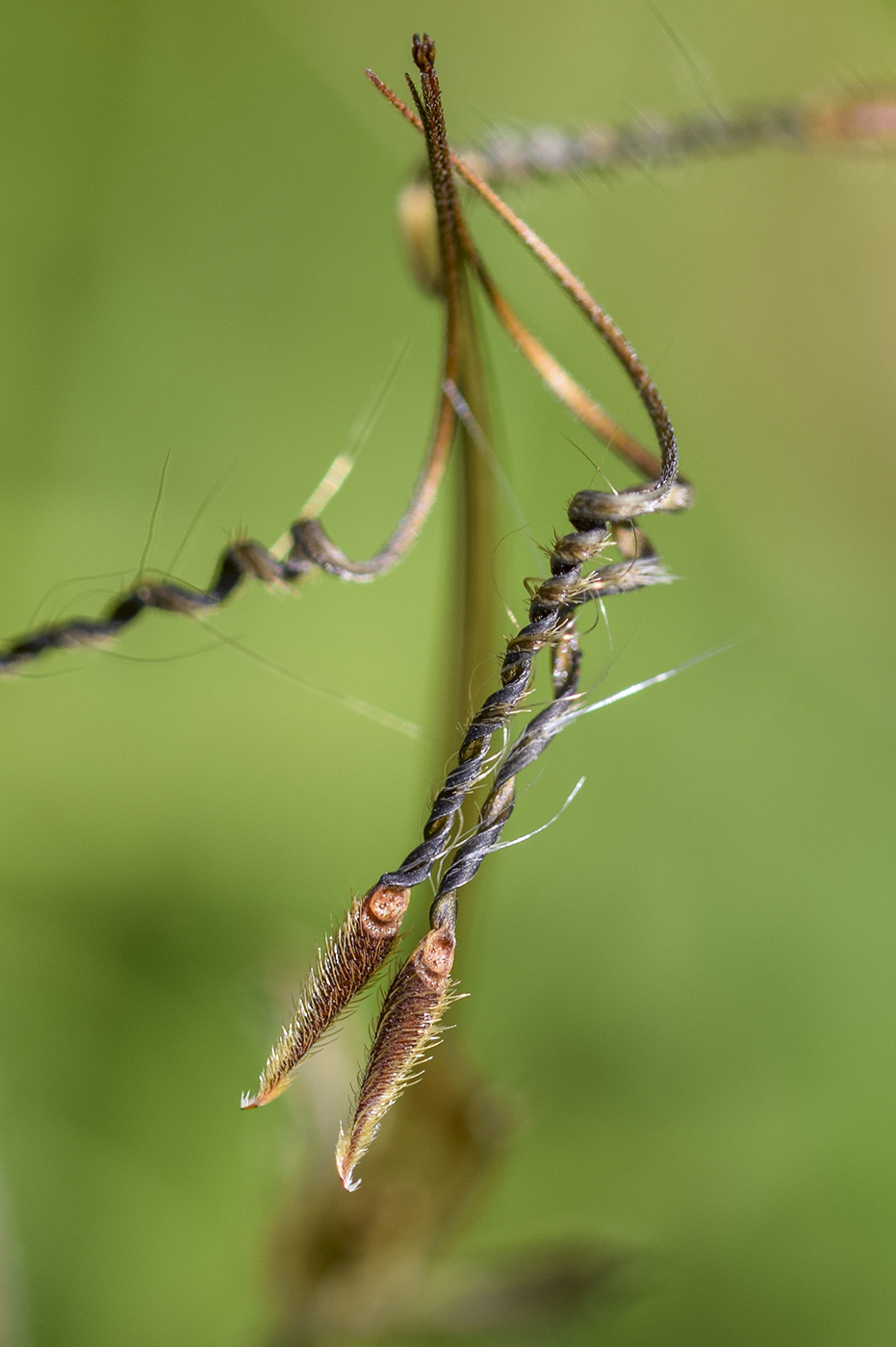 Изображение особи Erodium moschatum.