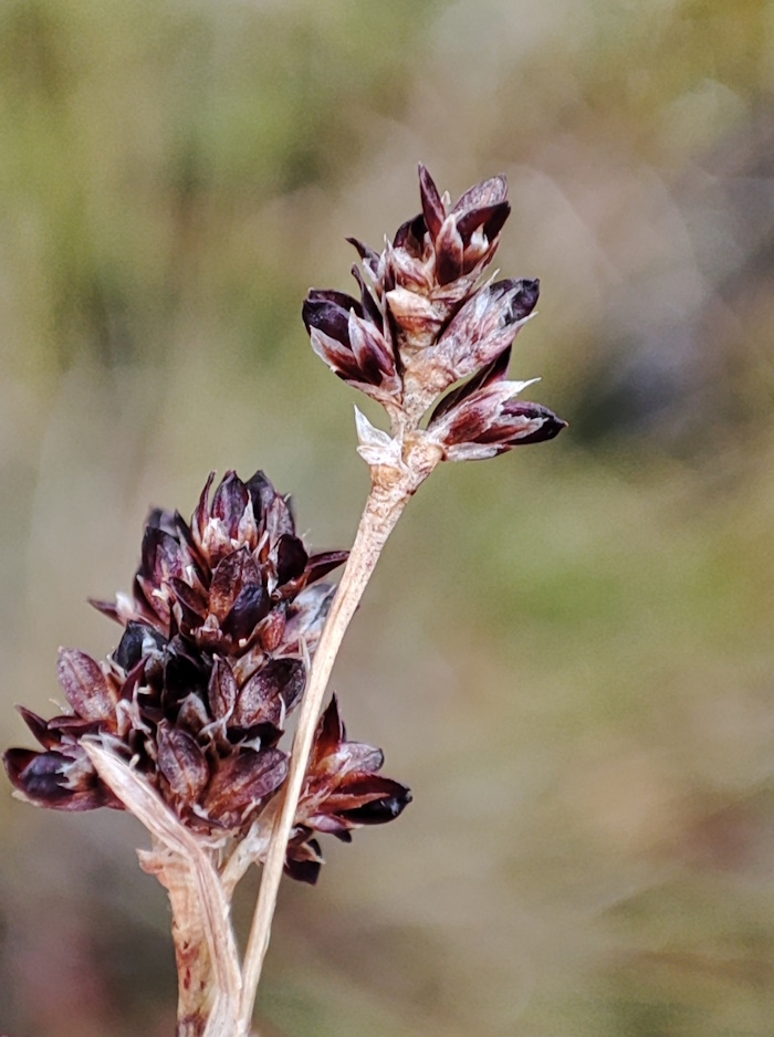 Image of Luzula multiflora ssp. sibirica specimen.