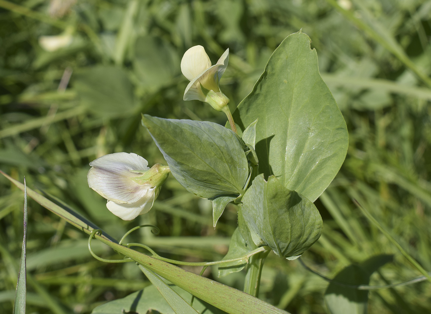 Image of Lathyrus ochrus specimen.