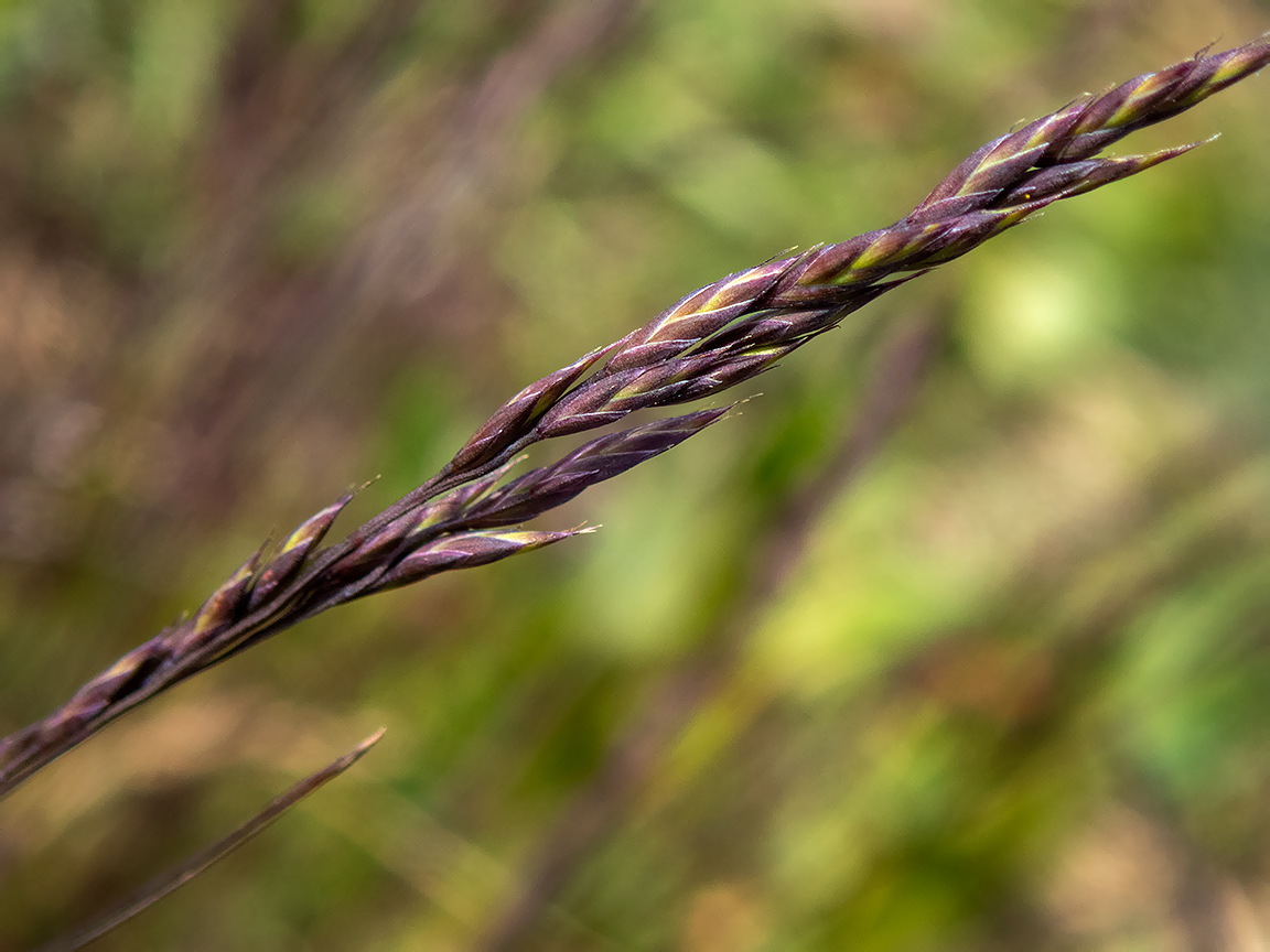 Image of familia Poaceae specimen.