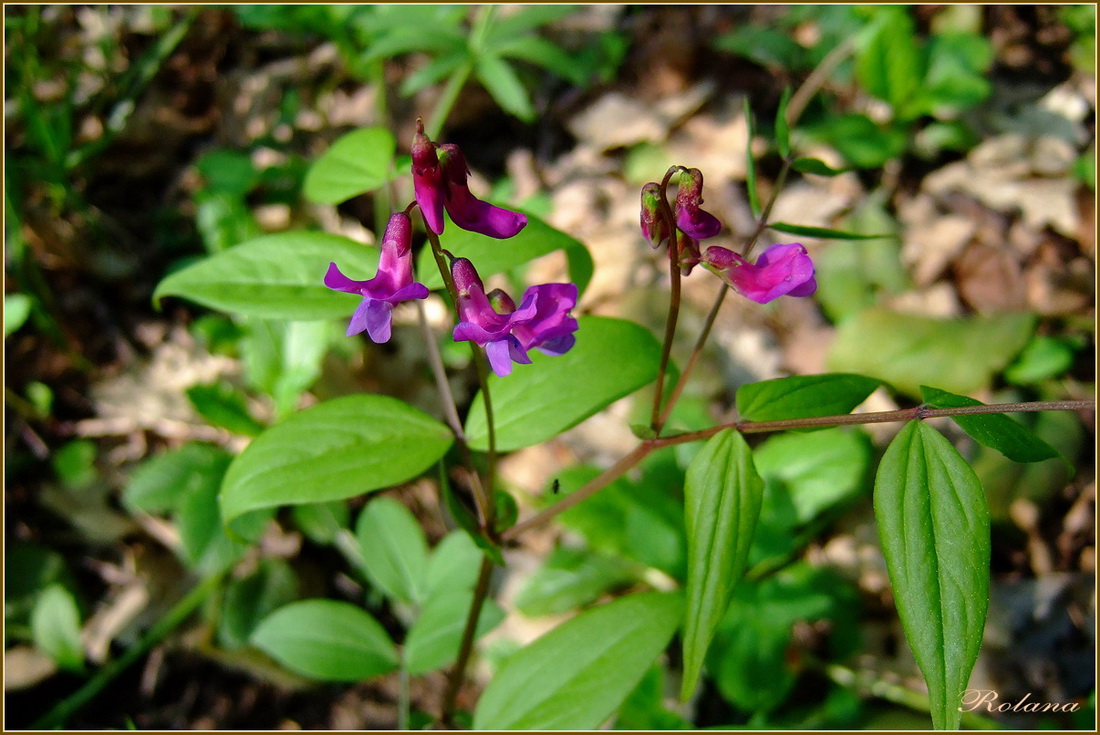 Изображение особи Lathyrus vernus.