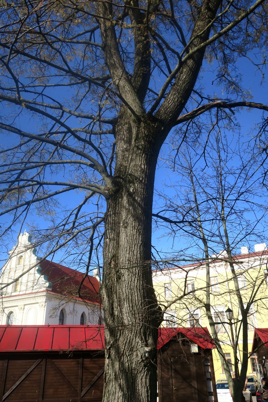 Image of Ulmus laevis specimen.