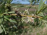 Смотреть изображение Salix schwerinii