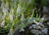 View full-size image Galega officinalis