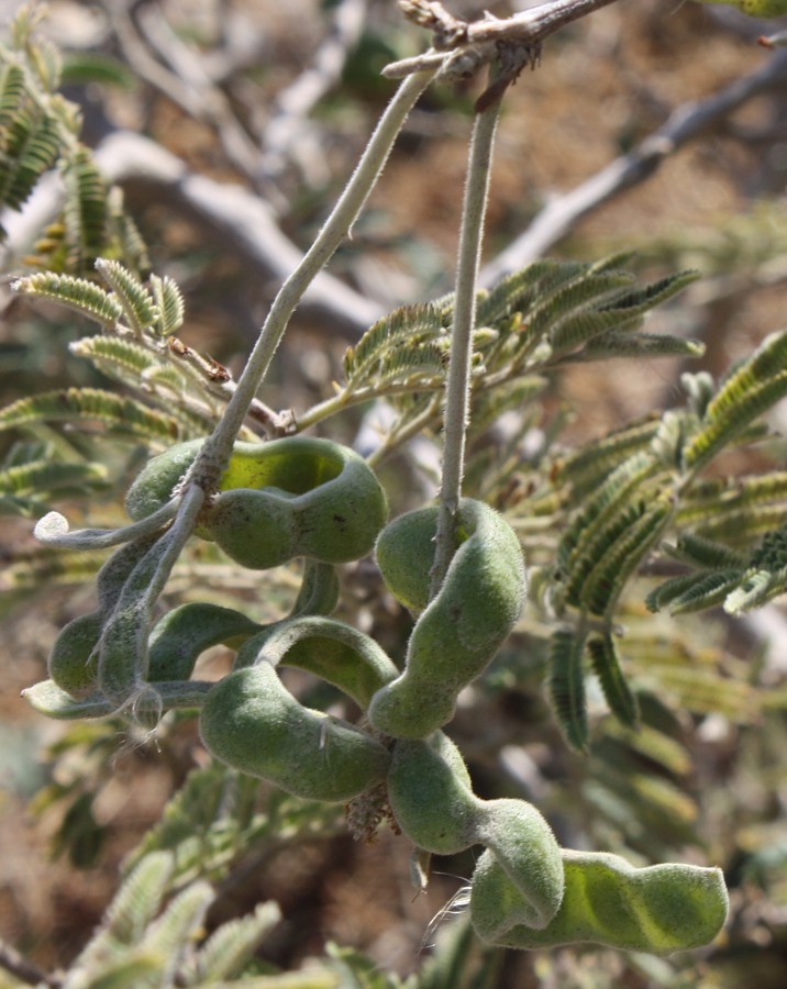 Изображение особи Vachellia tortilis.