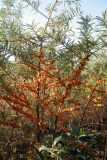 View full-size image Hippophae rhamnoides