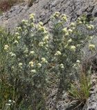 Anthyllis barba-jovis. Цветущее растение. Италия, Тоскана, Монте-Аржентарио. 12.04.2011.