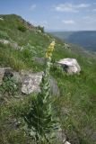 View full-size image genus Verbascum