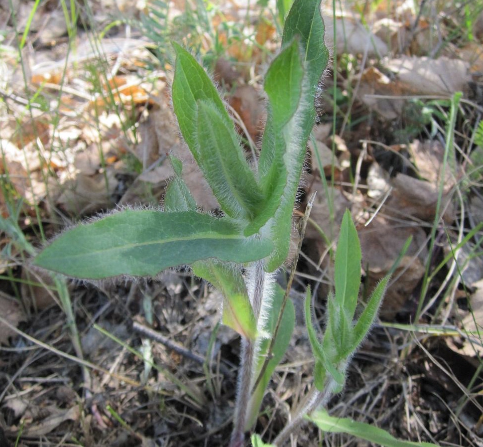 Image of genus Hieracium specimen.