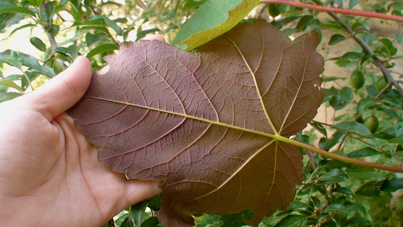 Image of Acer pseudoplatanus specimen.