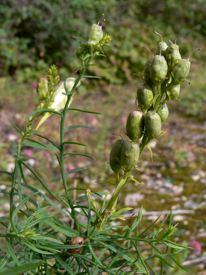 Image of Linaria vulgaris specimen.