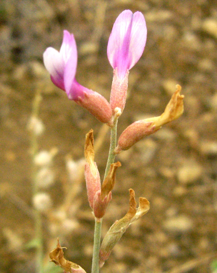 Image of Astragalus squarrosus specimen.