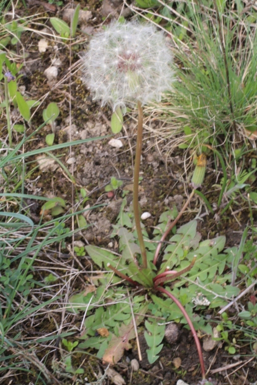 Image of Taraxacum erythrospermum specimen.