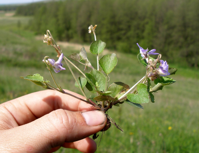 Изображение особи Viola rupestris.