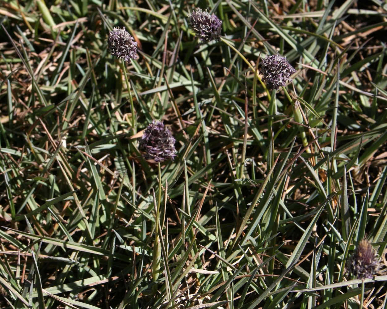 Image of Alopecurus himalaicus specimen.