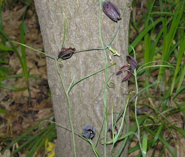 Изображение особи Fritillaria ruthenica.