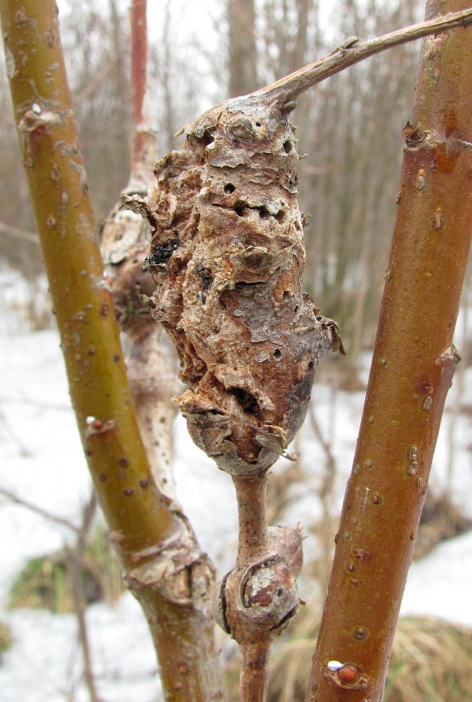 Image of Salix &times; laurina specimen.