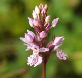 Dactylorhiza maculata. Соцветие. Мурманская обл., Кандалакшский р-н, окр. пос. Лувеньга, болотце у подножия гор Лувеньгские Тундры. 01.07.2010.