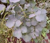 Thalictrum aquilegiifolium. Листья. Курская обл., г. Железногорск, ур. Устье-Воронка. 19 июля 2007 г.