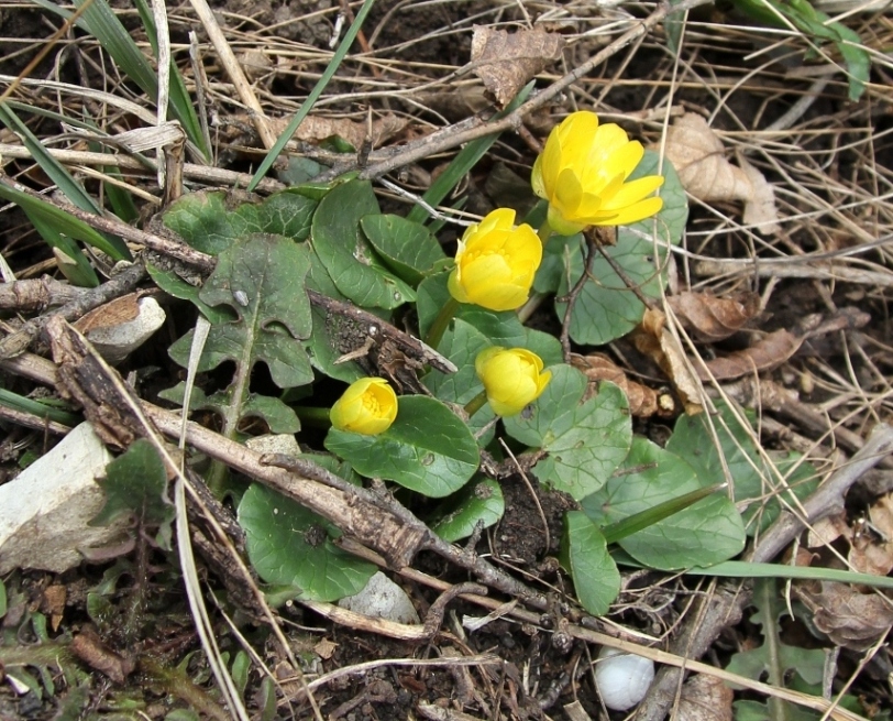 Image of Ficaria calthifolia specimen.