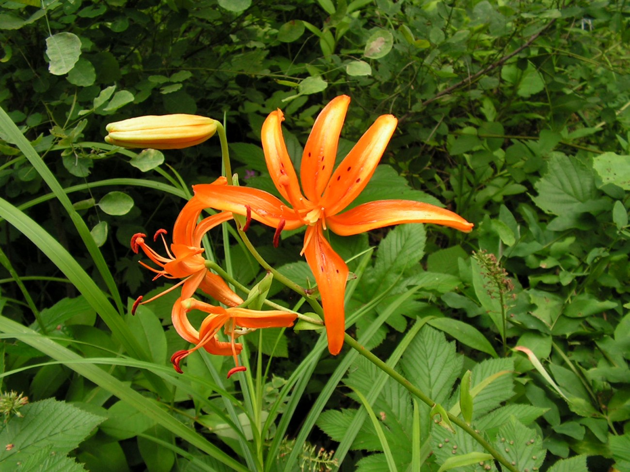 Image of Lilium distichum specimen.